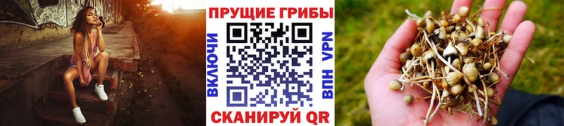 площадка клад  Северобайкальск  Псилоцибиновые грибы MAGIC MUSHROOMS 